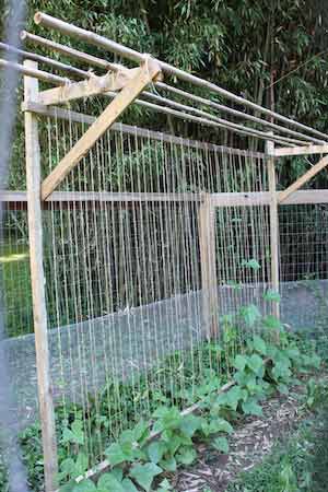 photo of a trellis for green beans in a vegetable garden