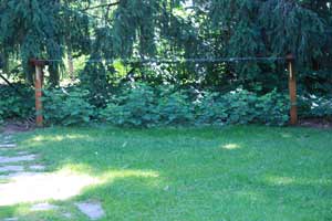 photo of a berry trellis and raspberry plants