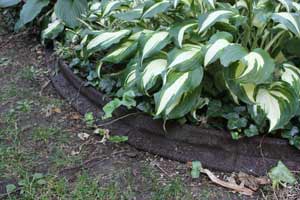 photo of eco-border around hosta plants