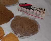 a sea sponge for painting a sea sponge for painting